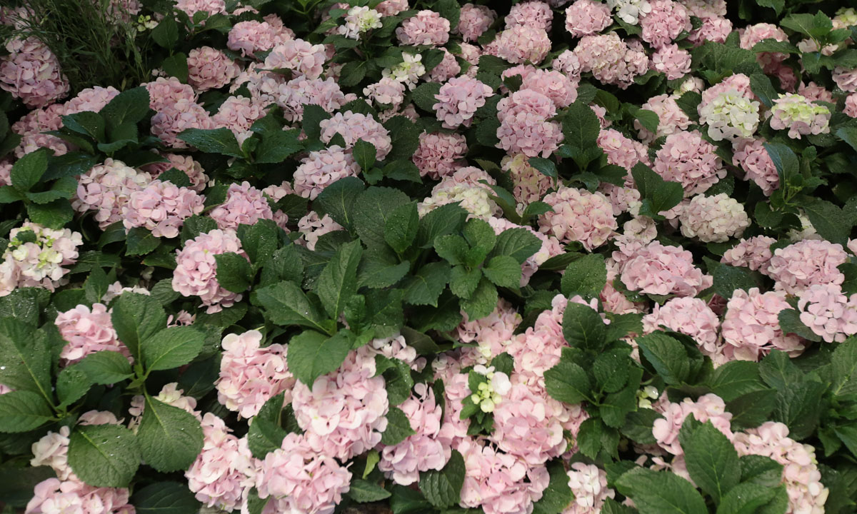 Orticolario, fiori e piante rare a Cernobbio