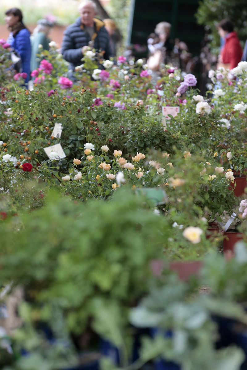 Orticolario, fiori e piante rare a Cernobbio