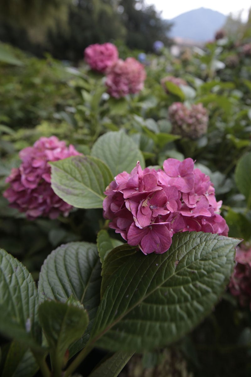 Orticolario, fiori e piante rare a Cernobbio