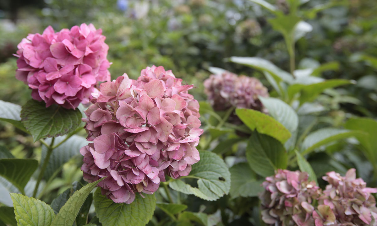 Orticolario, fiori e piante rare a Cernobbio