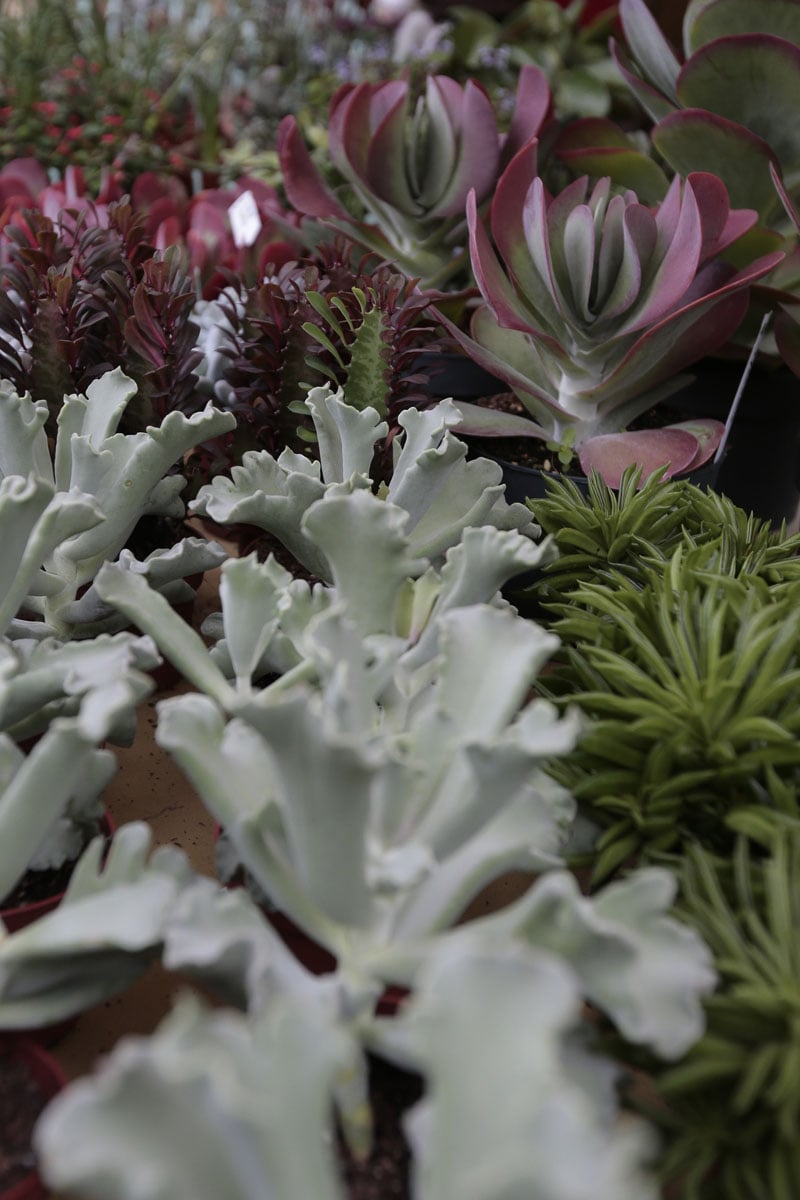 Orticolario, fiori e piante rare a Cernobbio