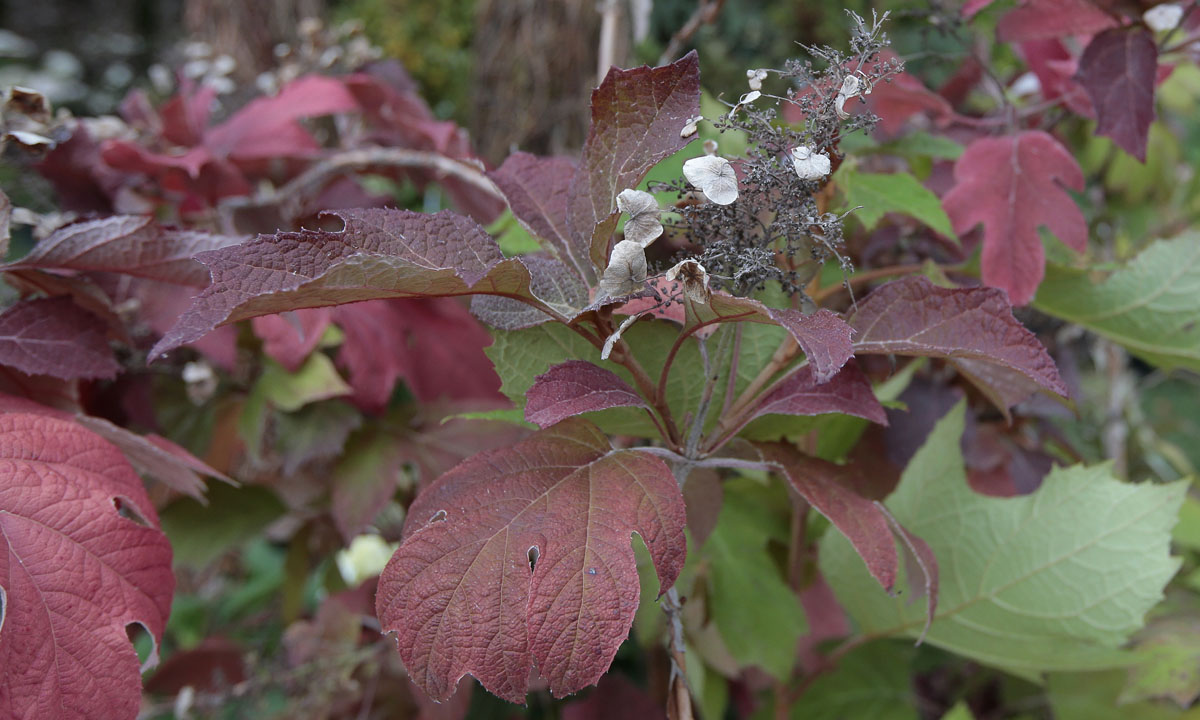 Orticolario, fiori e piante rare a Cernobbio