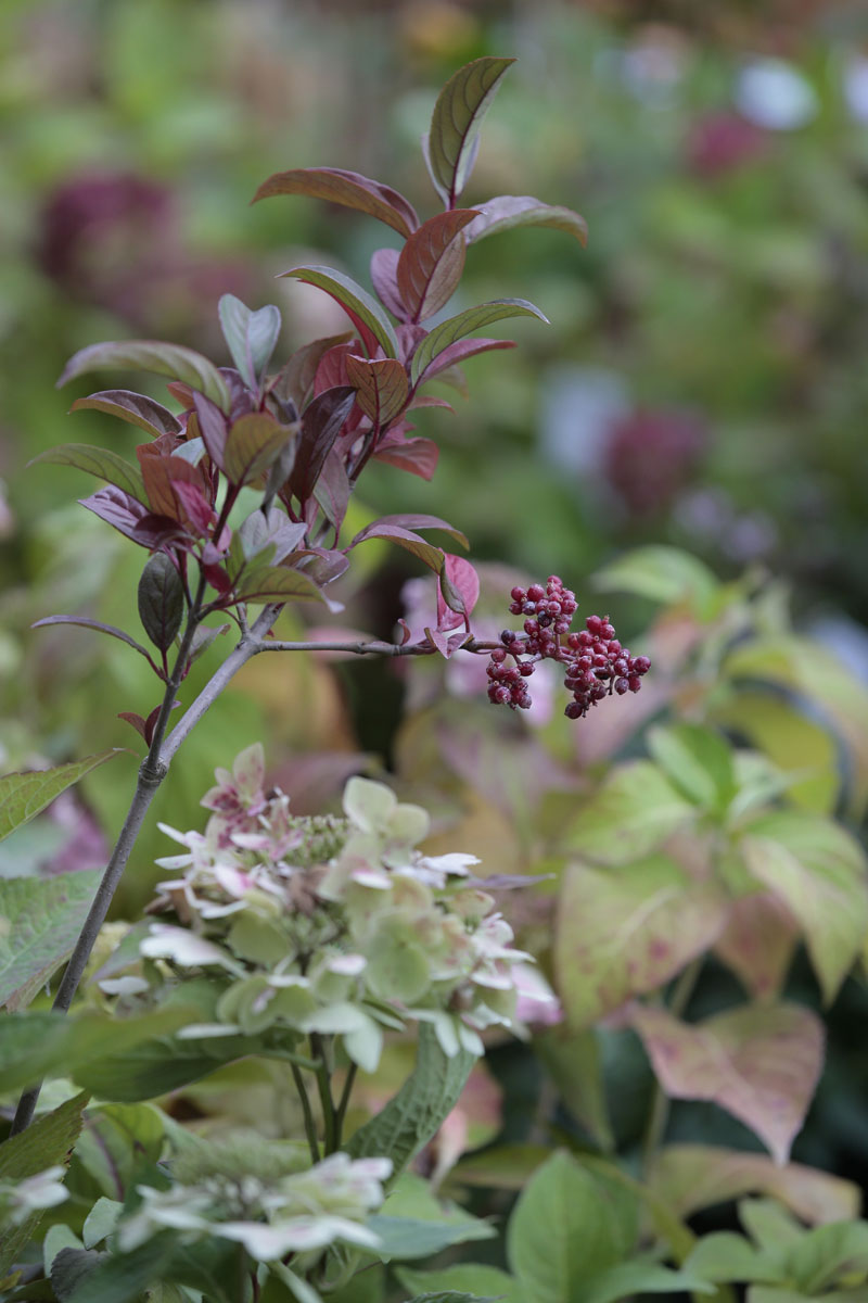 Orticolario, fiori e piante rare a Cernobbio