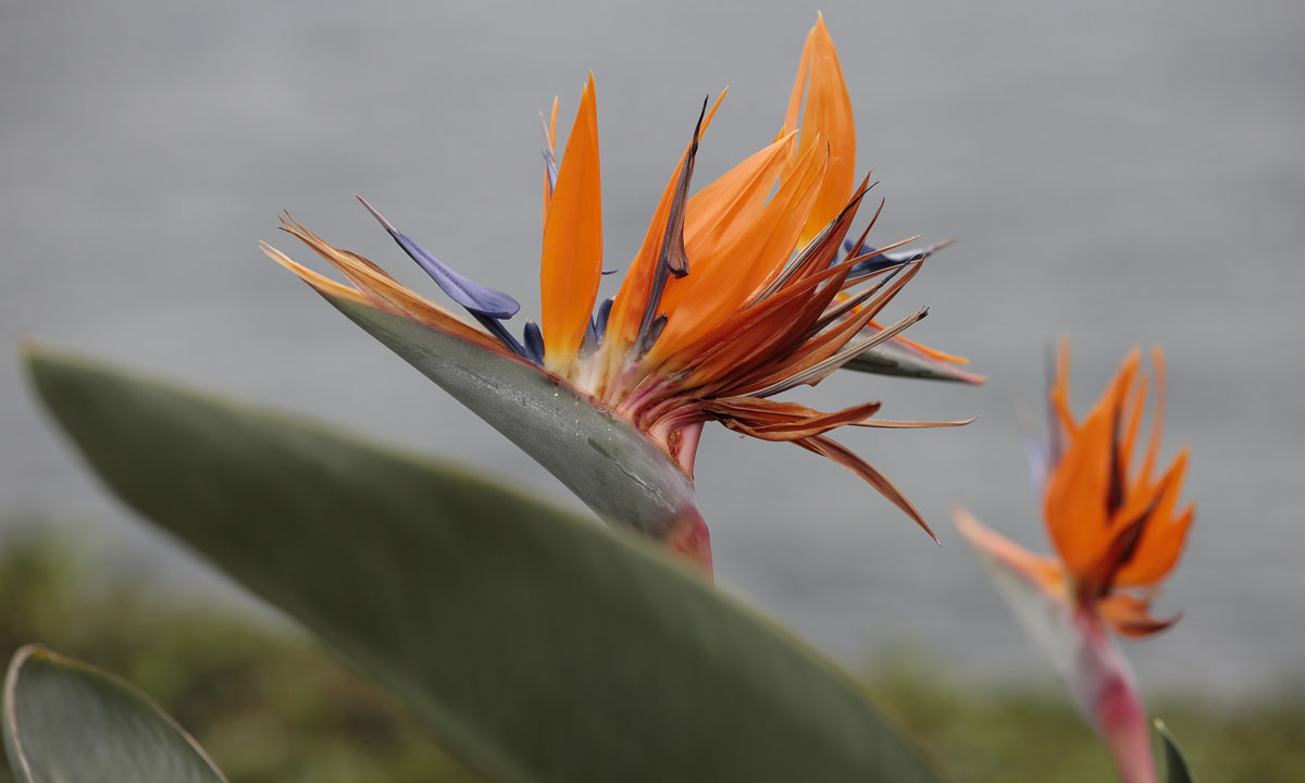 Orticolario, fiori e piante rare a Cernobbio
