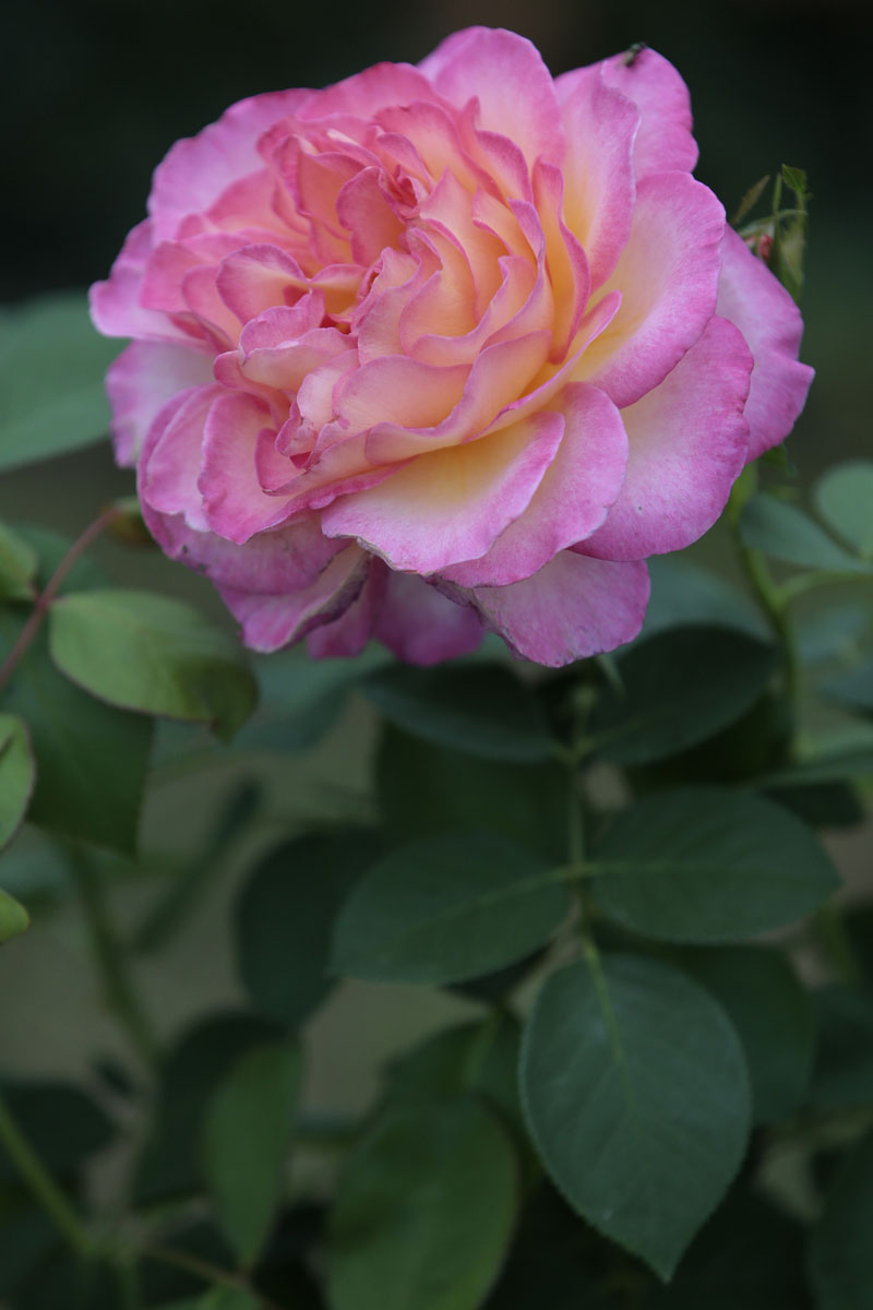 Orticolario, fiori e piante rare a Cernobbio