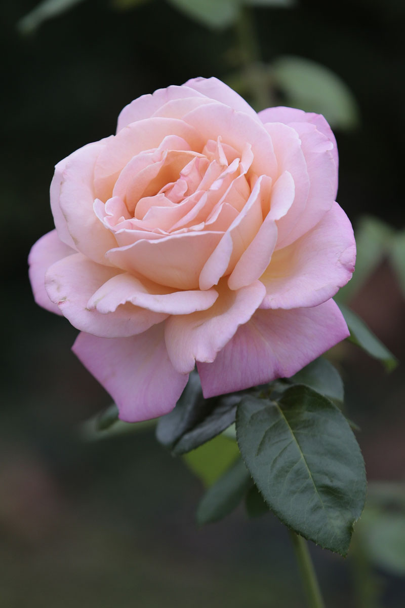Orticolario, fiori e piante rare a Cernobbio