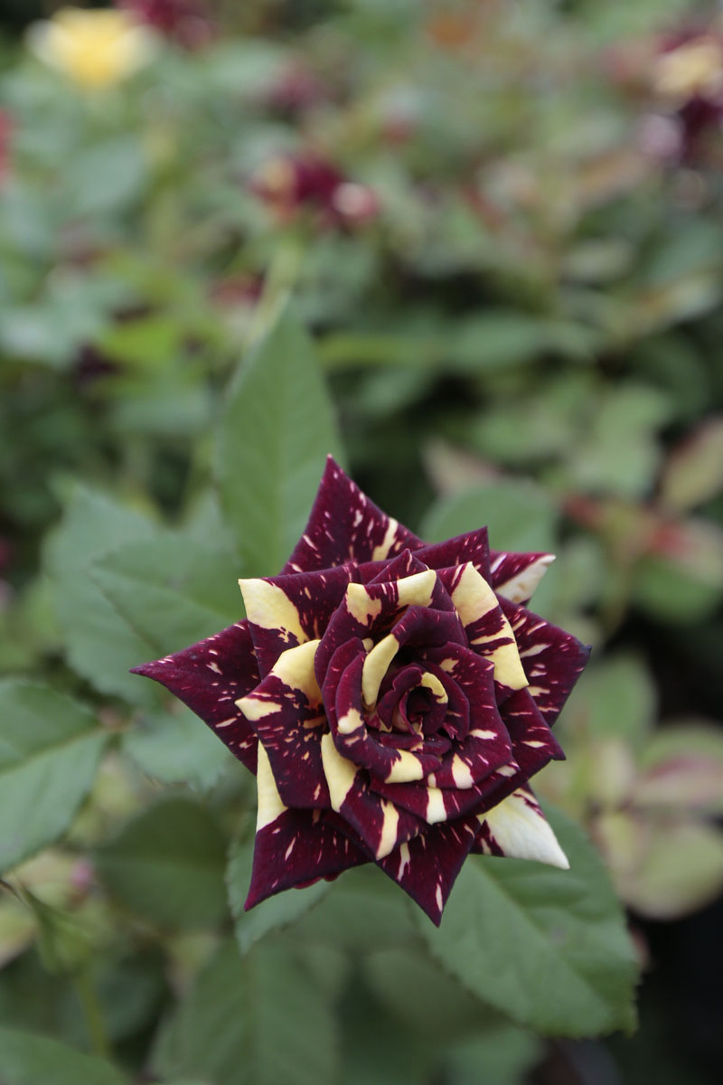Orticolario, fiori e piante rare a Cernobbio
