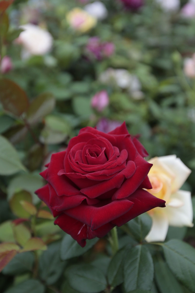 Orticolario, fiori e piante rare a Cernobbio