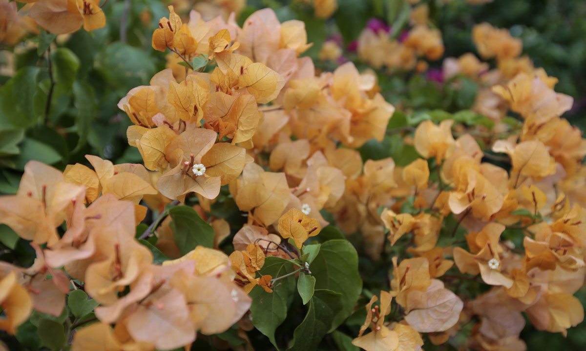 Orticolario, fiori e piante rare a Cernobbio