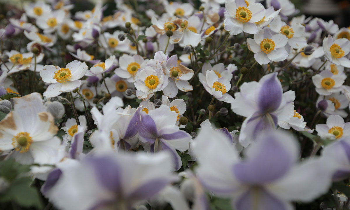 Orticolario, fiori e piante rare a Cernobbio