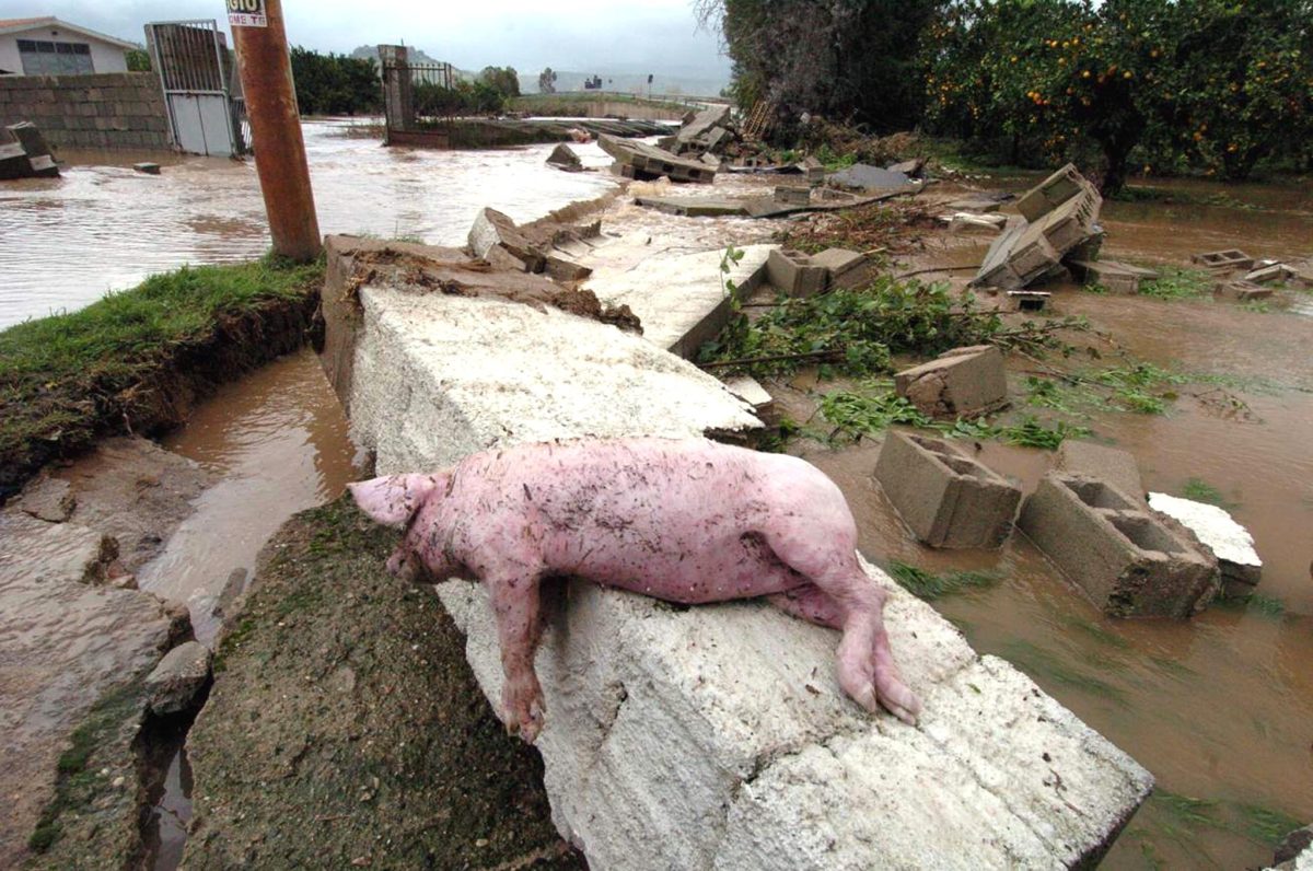 Galleria foto 'Il ciclone lascia la Sardegna, ma il maltempo attacca il resto d’Italia' - foto 18