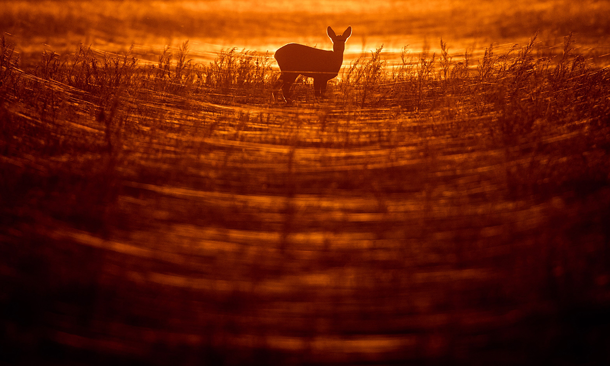 Animali, le foto più belle del mese – Novembre