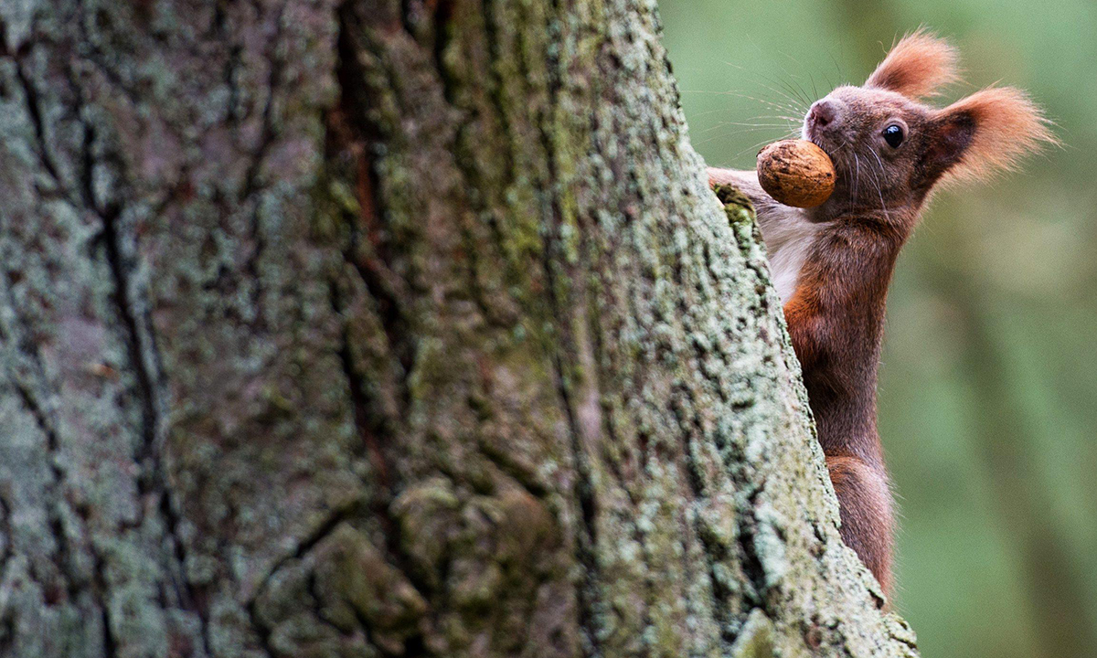 Animali, le foto più belle del mese – Novembre