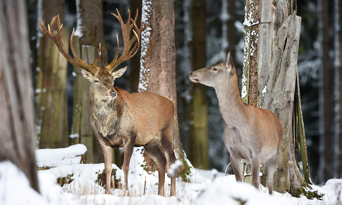 Animali, le foto più belle del mese – Novembre