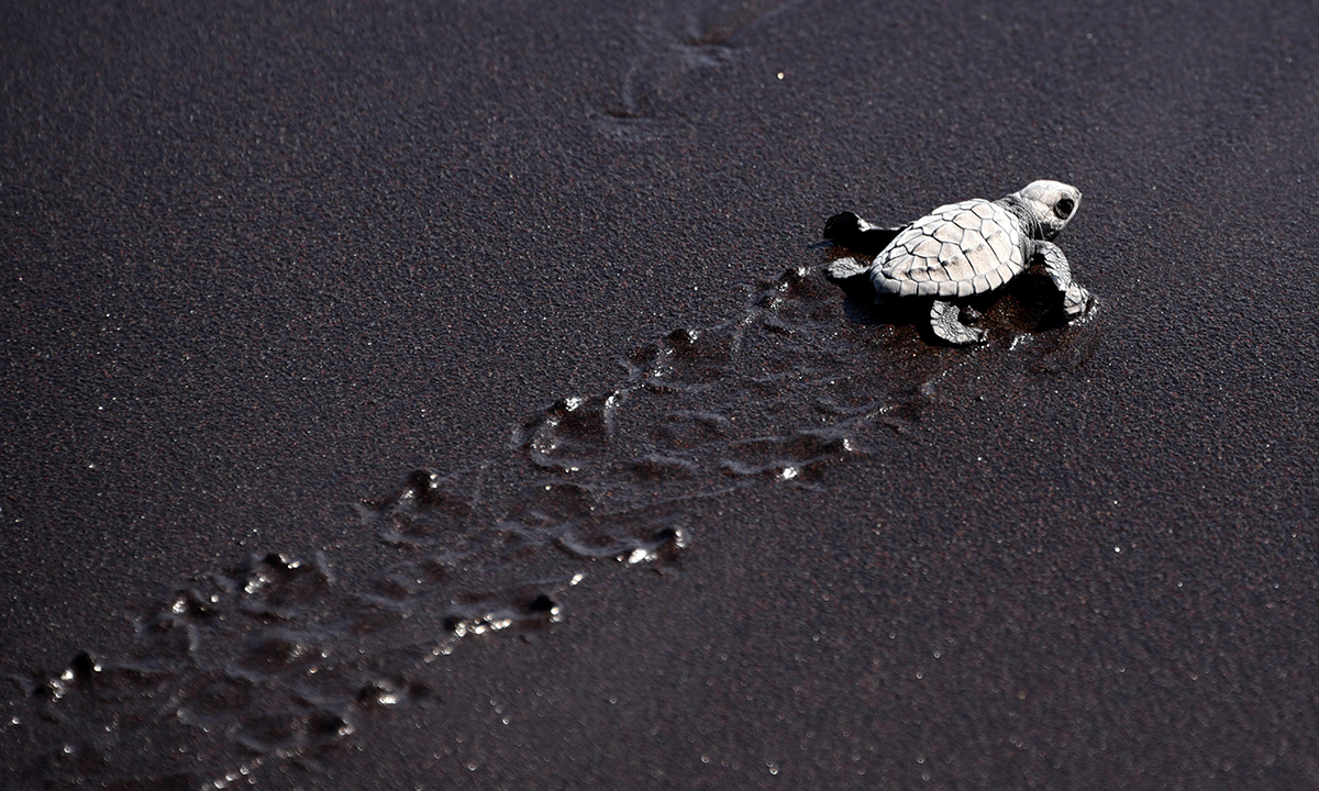Animali, le foto più belle del mese – Novembre