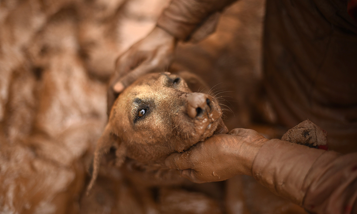 Animali, le foto più belle del mese – Novembre