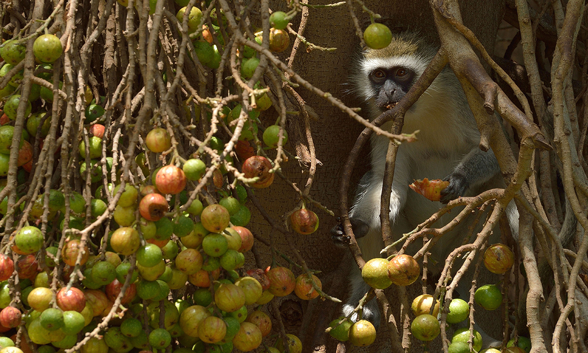 Animali, le foto più belle del mese – Novembre