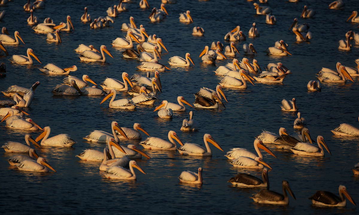 Animali, le foto più belle del mese – Novembre