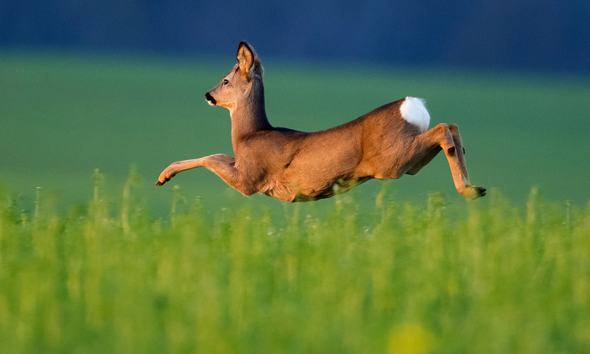 Animali, le foto più belle del mese – Novembre