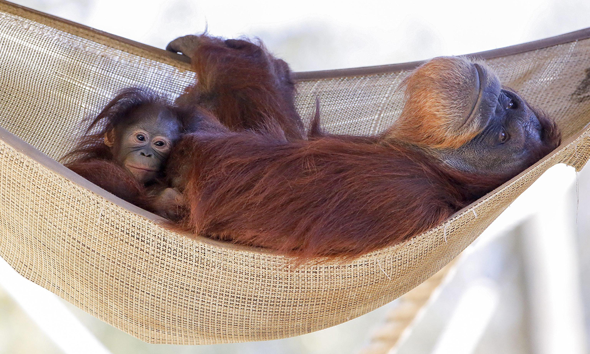 Animali, le foto più belle del mese – Novembre