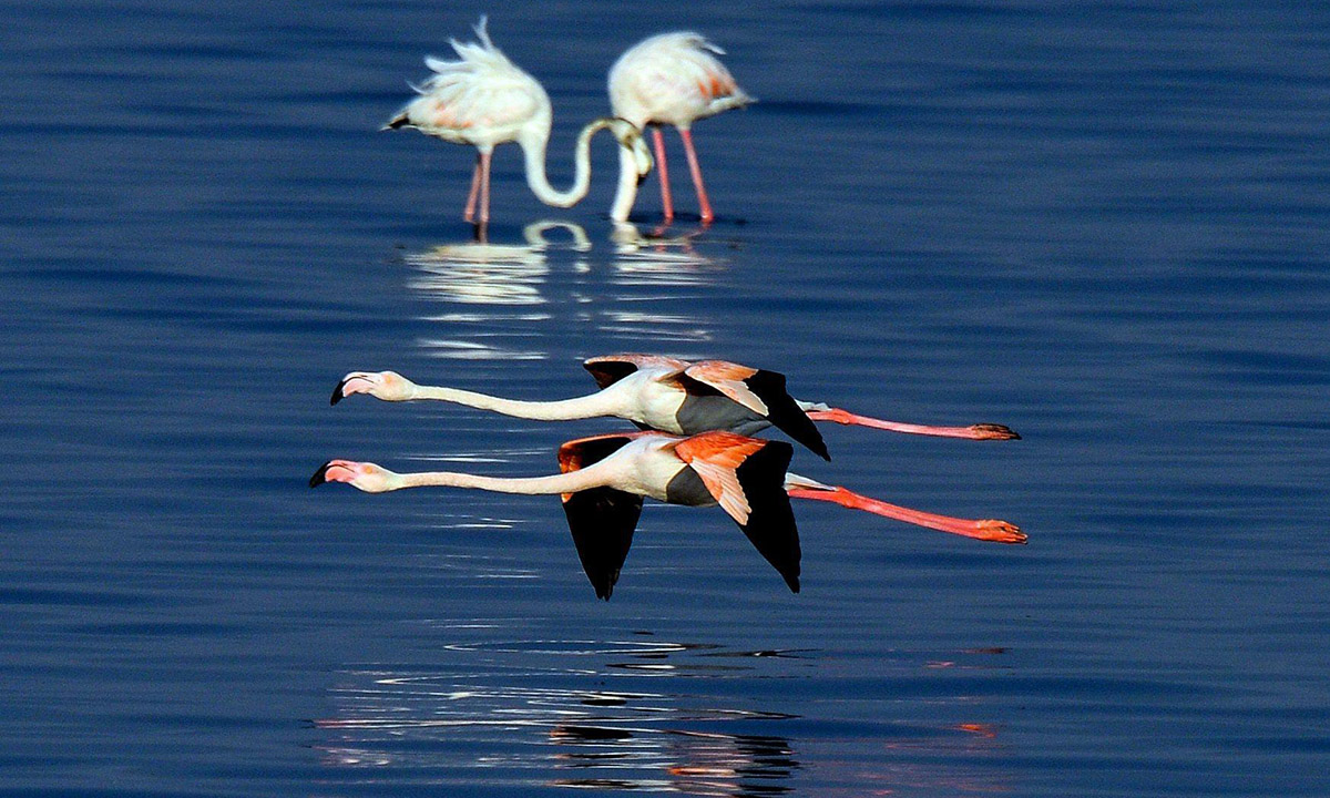 Animali, le foto più belle del mese – Novembre