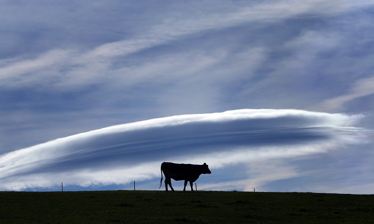 Animali, le foto più belle del mese – Novembre