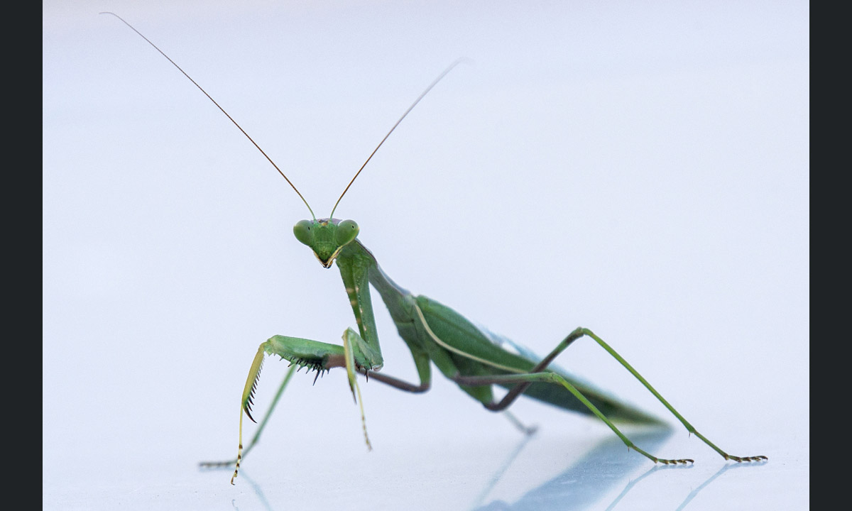 Animali, le foto più belle del mese – Novembre