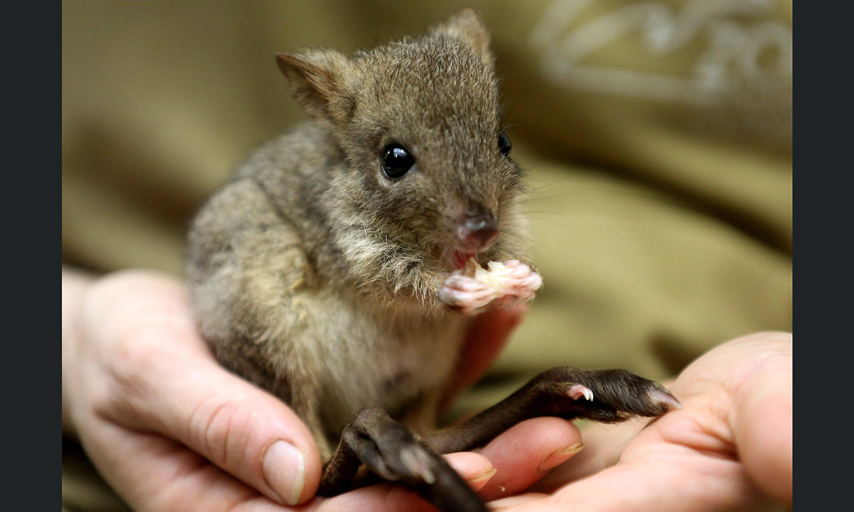 Animali, le foto più belle del mese – Novembre