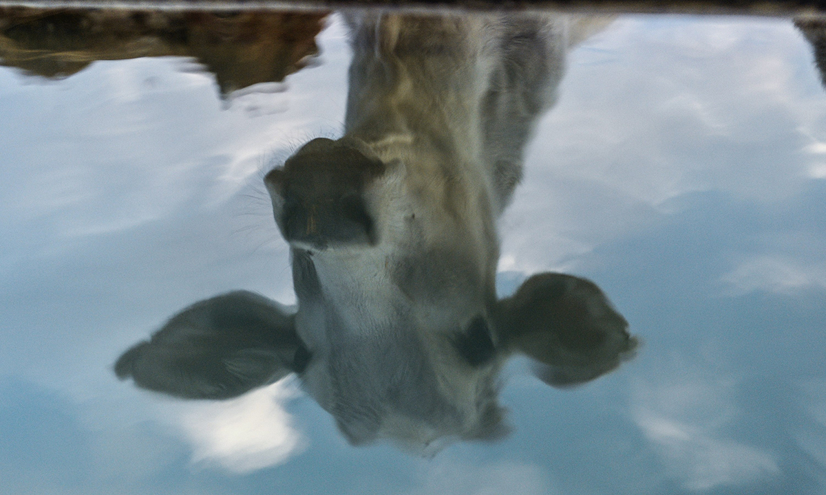 Animali, le foto più belle del mese – Novembre