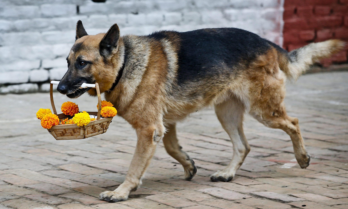 Animali, le foto più belle del mese – Novembre