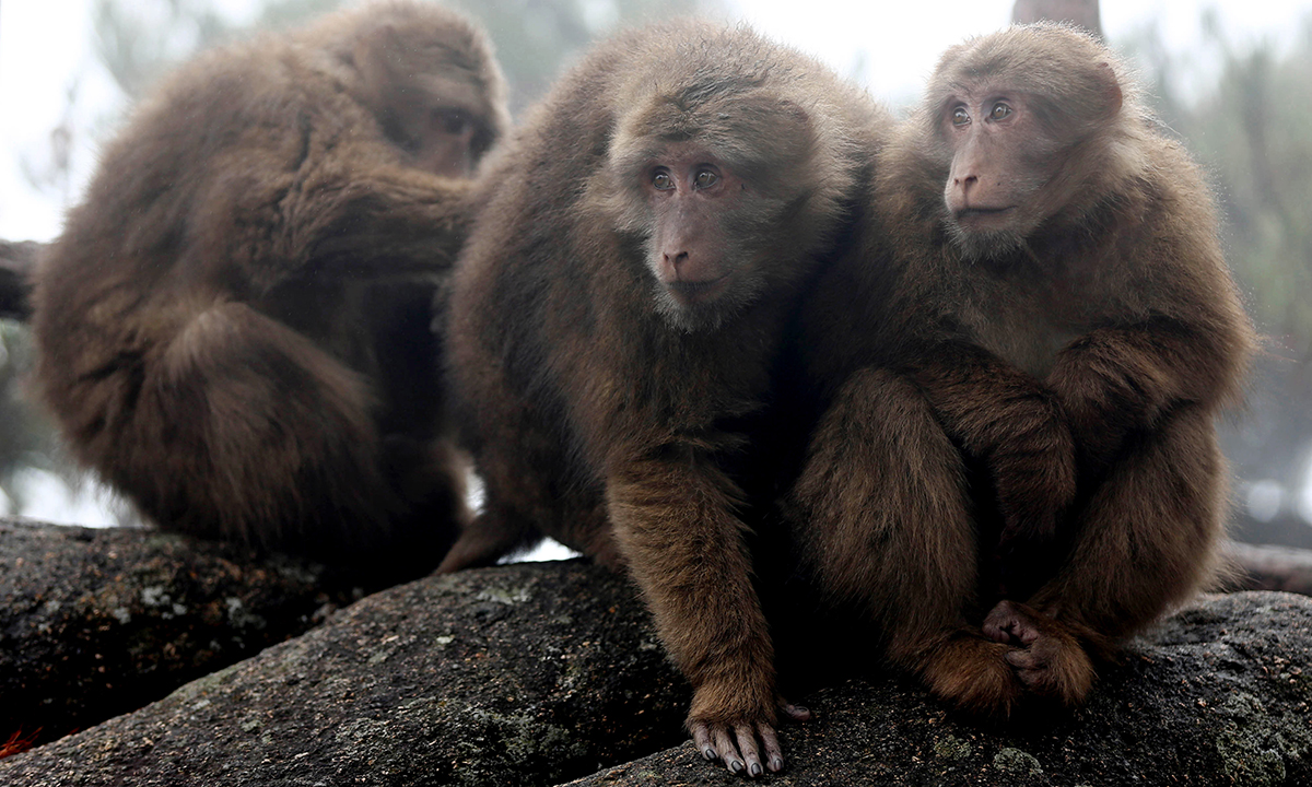 Animali, le foto più belle del mese – Novembre
