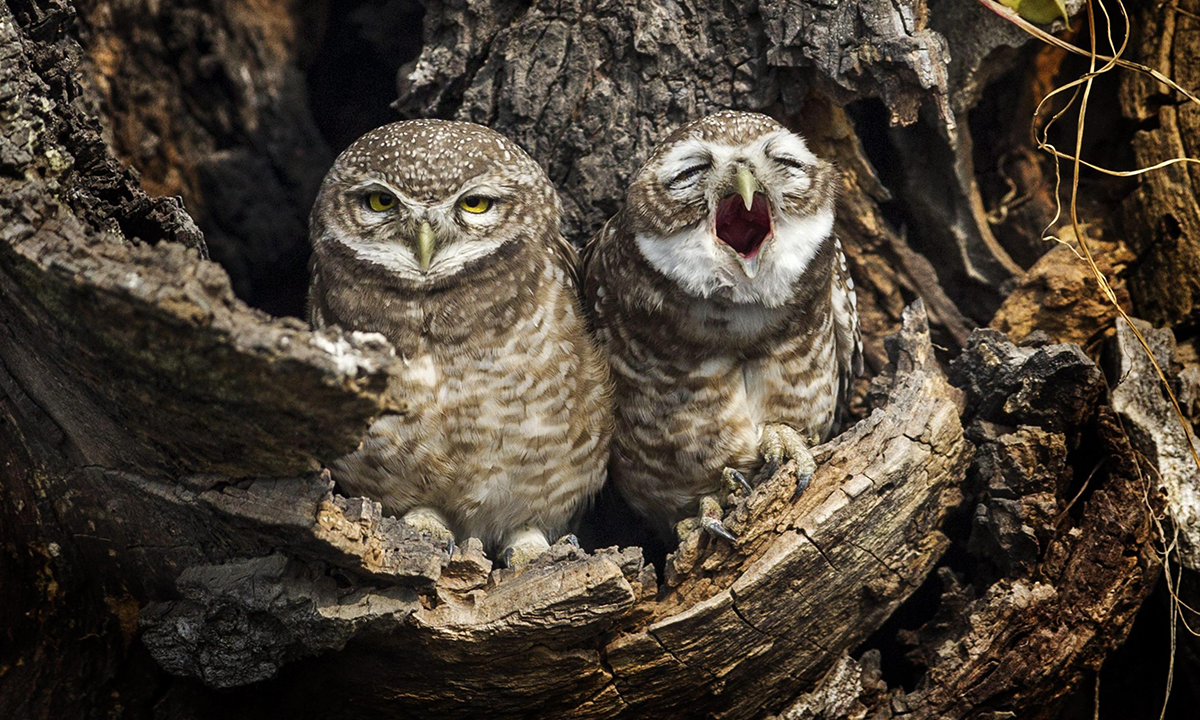 Animali, le foto più belle del mese – Novembre