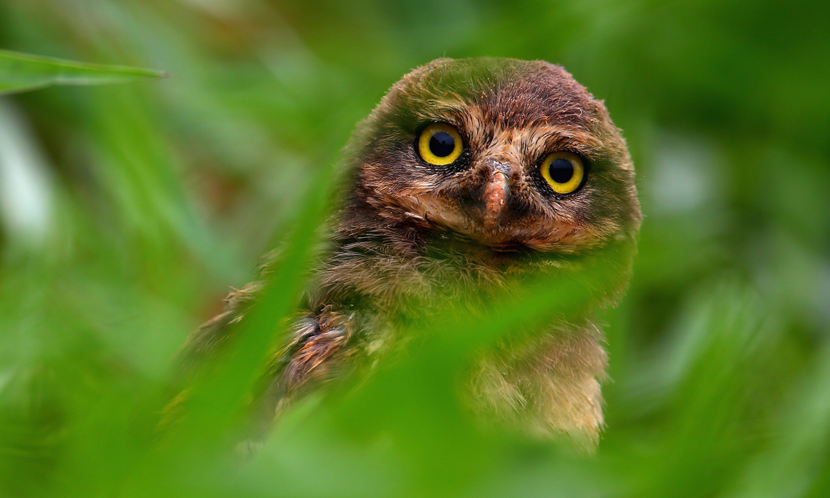 Animali, le foto più belle del mese – Novembre