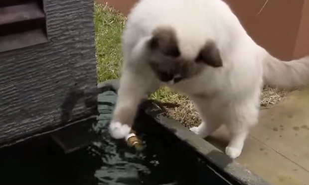 Gatto eroico salva pesce