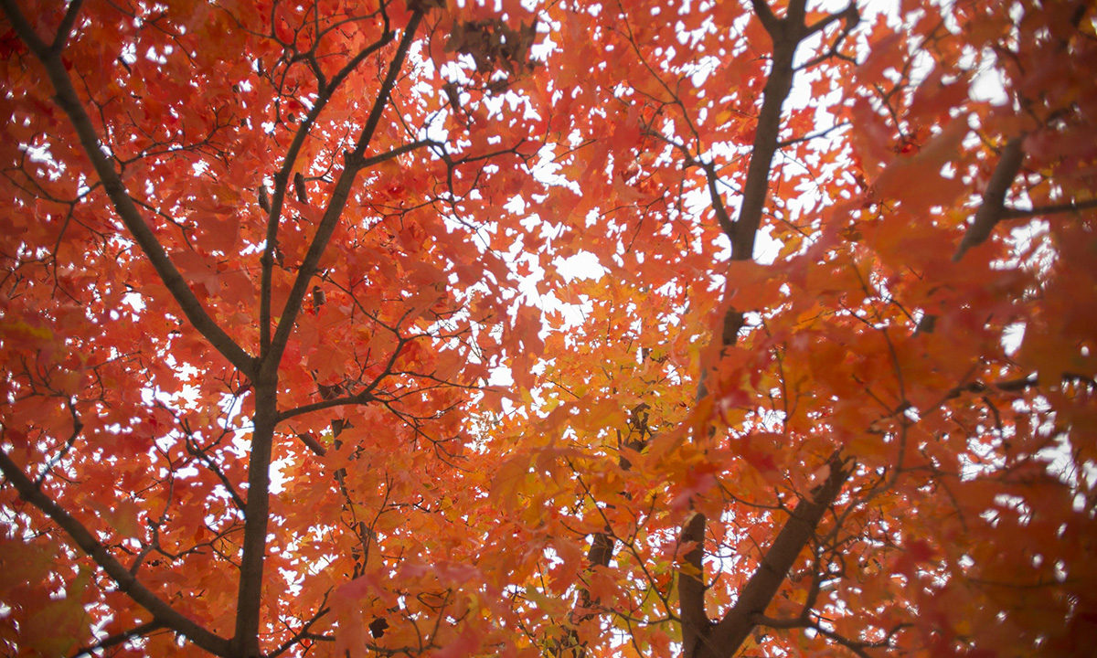 Lo spettacolo dell’autunno