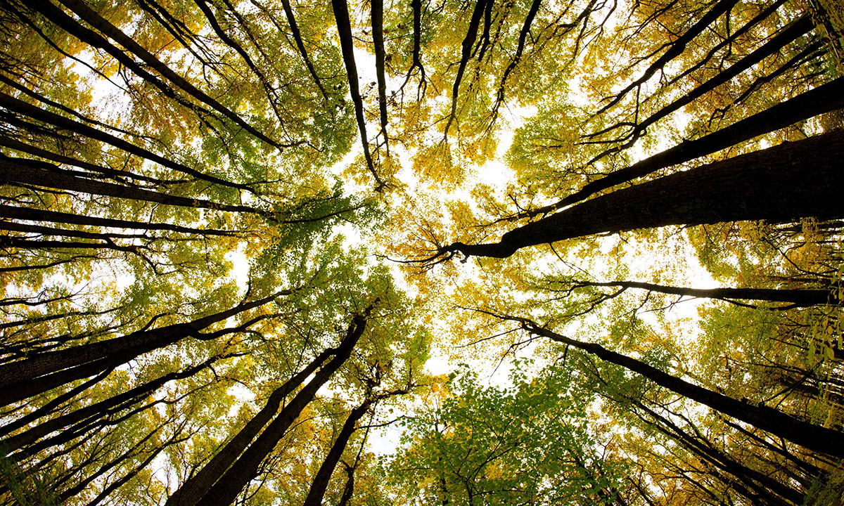 Lo spettacolo dell’autunno