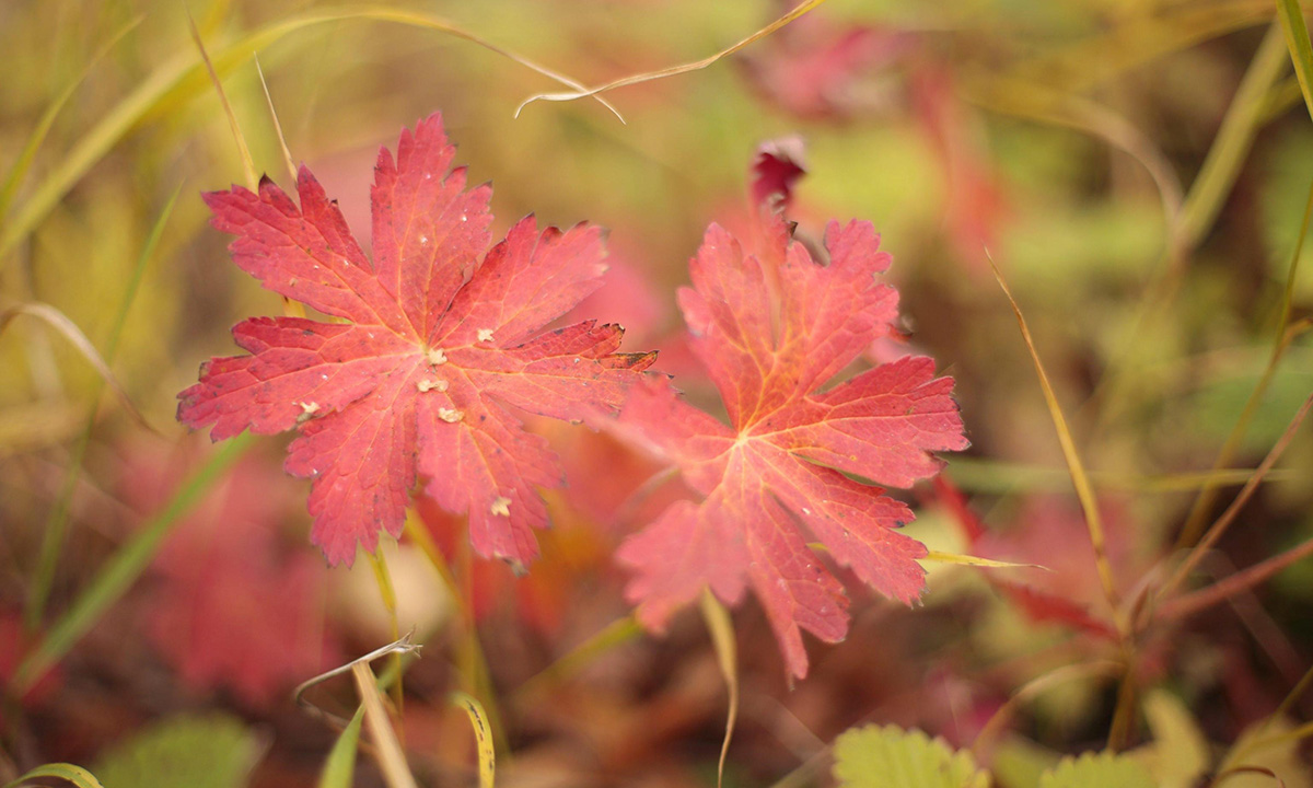 Lo spettacolo dell’autunno