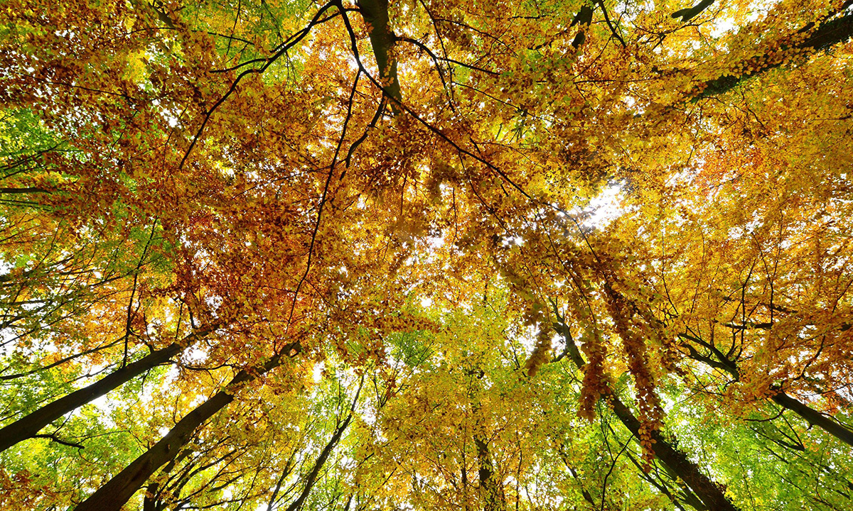 Lo spettacolo dell’autunno