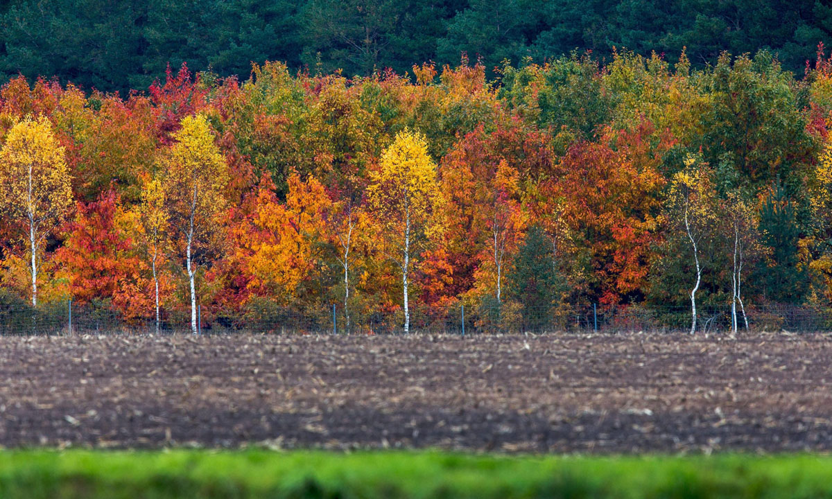 Lo spettacolo dell’autunno