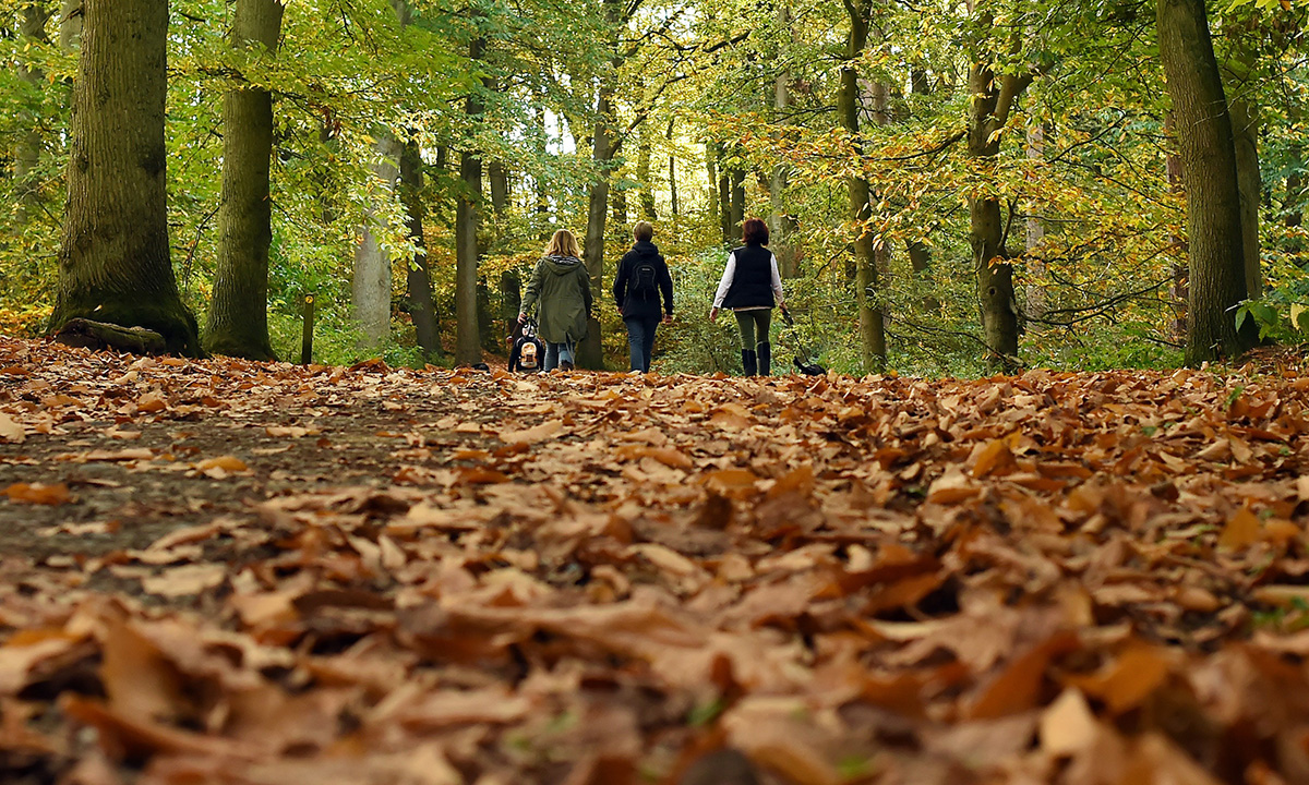 Lo spettacolo dell’autunno
