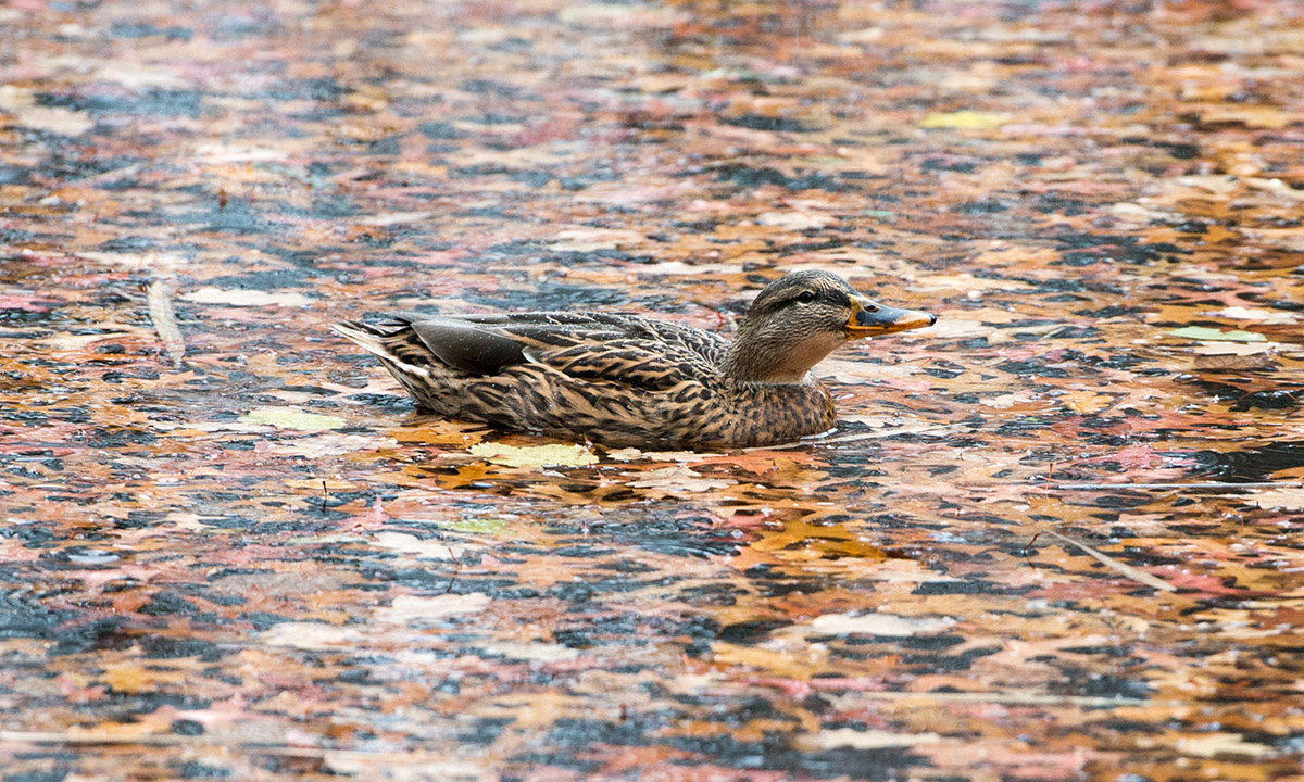 Lo spettacolo dell’autunno