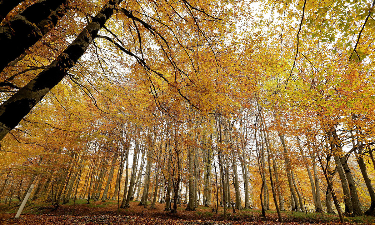 Lo spettacolo dell’autunno