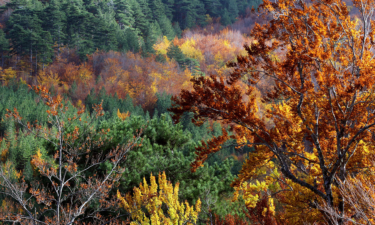 Lo spettacolo dell’autunno