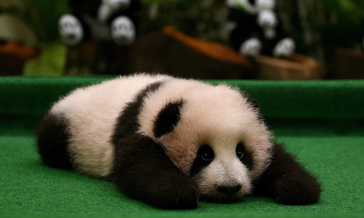 Le foto più belle della settimana – 14/20 novembre