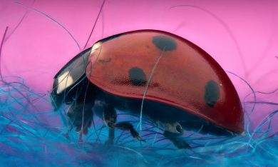 Gli insetti nelle nostre case, visti da vicino