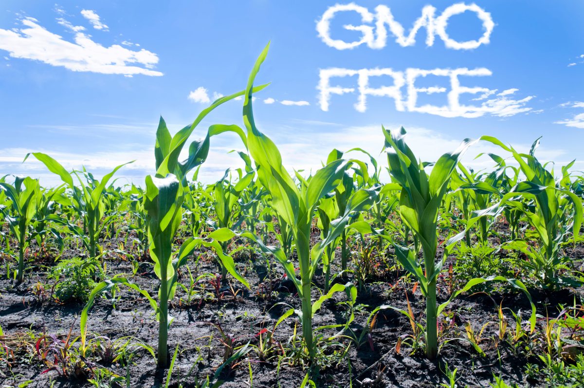 Galleria foto 'Le celebs amano la dieta “free”' - foto 11