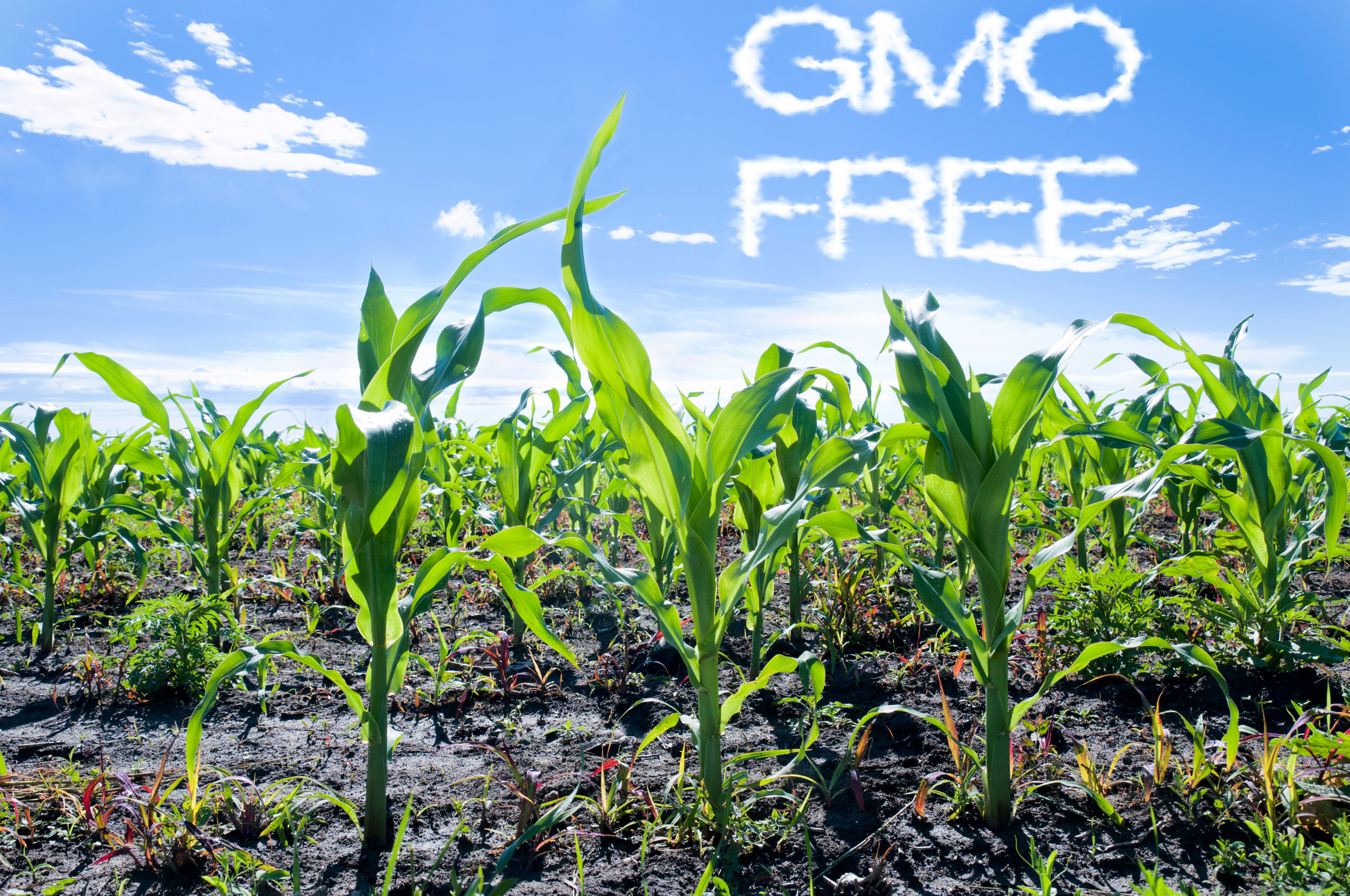 Le celebs amano la dieta “free” Le celebs amano la dieta “free”