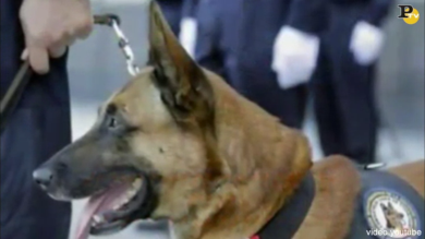 Diesel il cane poliziotto del Raid, morto