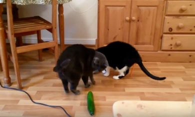 Gatti vs. Cetrioli, la grande battaglia