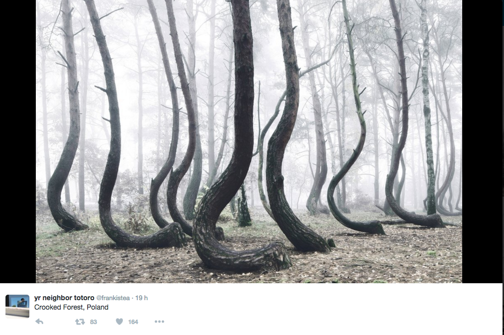 In Polonia il mistero della foresta dagli alberi ricurvi